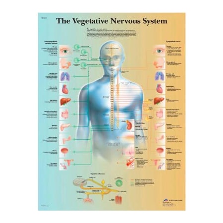 Fabrication Enterprises 3B Anatomical Chart - Vegetative Nervous System, Paper 12-4631P